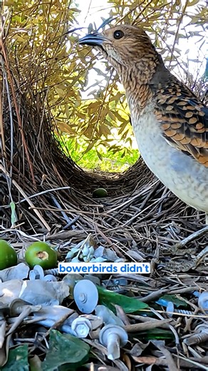 Ladies, if your man won’t bring you flowers this Valentine’s, show him this! 💐 Male bowerbirds go all out to impress a mate, building elaborate bowers and decorating them with flowers, berries, shells, feathers, and shiny objects. Females don’t choose at random; they judge effort, balance, and presentation. In the wild, romance is planned. Happy almost-Valentine’s from the original standard-setters. 🐦✨ Send this to someone who’s “still deciding.” #FureverLove #AnimalPlanetIndia #AnimalPlanet #