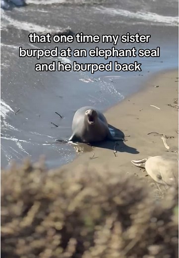 Unforgettable Encounter: Burping with an Elephant Seal