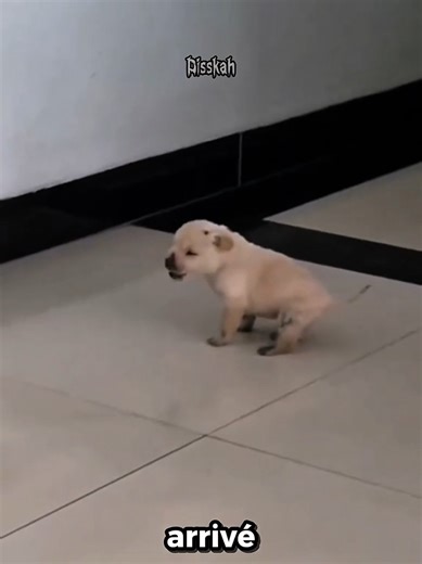 #dossieranimalier #animaux