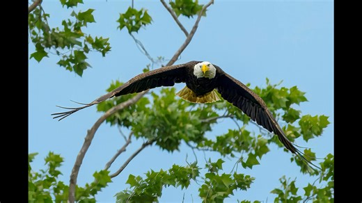 Springfield Lake Missouri | Wildlife throughhopeseyes.