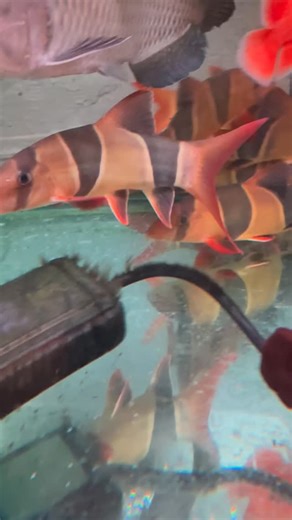 28 reactions | The Jumbo Clown Loach (Chromobotia macracanthus) is a...