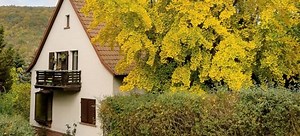 Best Trees to Plant Near a House | DoItYourself.com