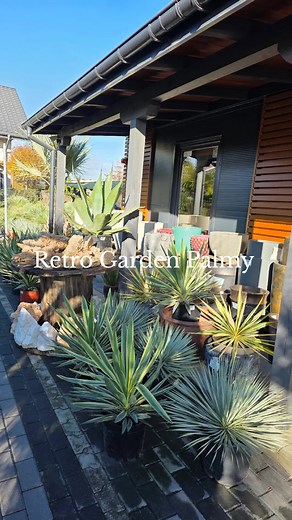 Jesień w pełni i piękna pogoda 👋🍂🌴 Zapraszamy do Retro Garden Palmy Ząbki ul.Brzozowa 2 🌵 www.retrogarden.pl #garden #ogród #palmy #flowers | Retro Garden Palmy Egzotyczne