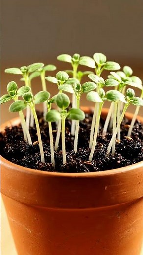 Growing Oregano From Seed Time Lapse – 70 Days