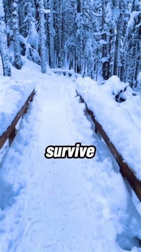 The Wolves That Saved a Boy