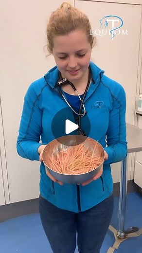 Equitom on Instagram: "🎥This video shows a large amount of roundworms being removed out of the intestines during a colic surgery in a foal. 👉🏻These worms are very tough and persistent and remain alive for a long time even after they are removed from the intestine. 🪱🪱Roundworms (Parascaris Equorum) 👉🏻The intestinal parasite « Parascaris » is one of the most dangerous parasites in foals and young horses up to the age of 18 months. Unfortunate