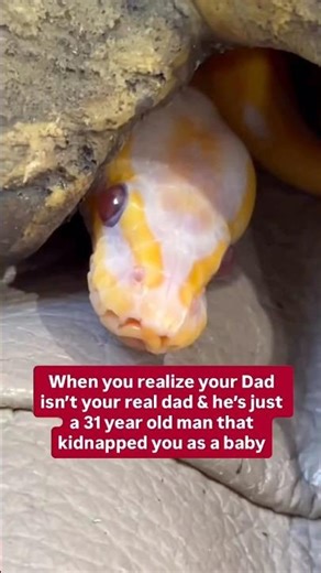 This realization scarred my ball python for life😂🫶🐍