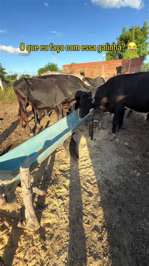 🔵 Galinhazinha caipira bem temperada em? 😂🤫 Tirando a brincadeira de lado, o choque sendo de energia solar ajuda demais no manejo, não precisar de tomada ou energia fixa facilita o manejo! Então o que eu posso dizer pra vocês é… quer começar algo? Comece, quer fazer algo? Faça! A vida é pra ser vivida e não assistida! #agro #pecuaria #boi