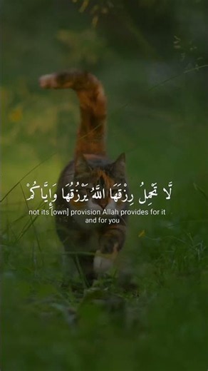 سورة {ألعنكبوت} أية [59] ألقارئ (عبدالرحمن مسعد)