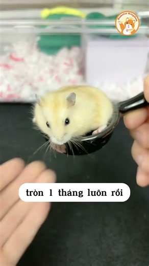 Chuột Hamster trong tưởng tượng và thực tế #hamster #short 🐹 #Shorts