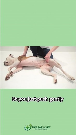 How to take your dog's pulse, First Aid for Pets