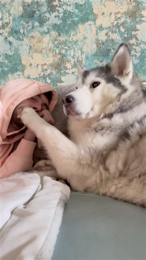 She got me good!😂💖. #huskylife | Milperthusky
