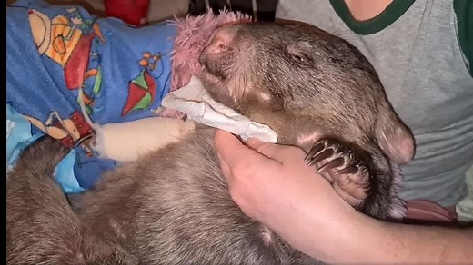 Wombat fighting for life after he is found riddled with shotgun pellet (9 News)