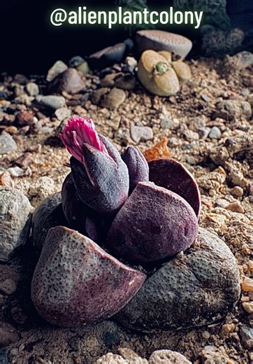 alienplantcolony on TikTok