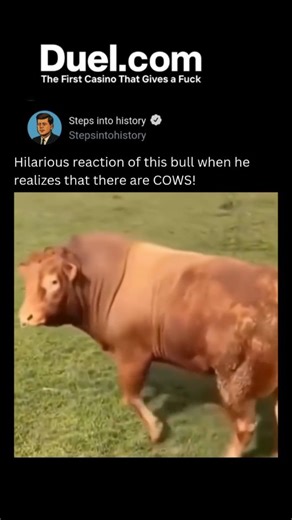 step into history on Instagram: "In a video that quickly went viral on social networks, a bull stars in a scene worthy of romantic comedy when he sees a group of cows in a nearby field. The animal’s reaction is so expressive that it seems to come out of a cinematographic script: he raises his head, shakes his tail and, with a look of pure disbelief and excitement, shoots towards the herd as if he had just found his favorite celebrity. The scene, shared on platforms such as TikTok and Reddit, cap