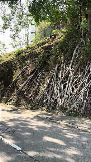 Tree Roots Stabilize Dangerous Natural Slope | Nature Works as Engineer #engineering
