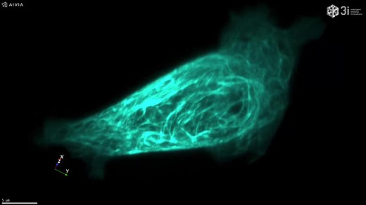 视频二：MCF-7 cells