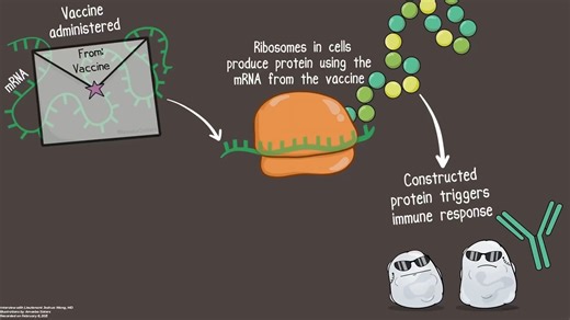 【100集变形虫姐妹Amoeba Sisters】可爱的生物学动画--生物学-医学-科普-英语听力口语单词听力语法