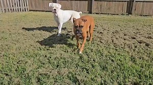 Adopt Cian! -handsome -deaf -cat friendly -dog friendly -kid friendly https://carolinaboxerrescue.org/the-boys/cian-2-years-old/ Apply today: https://carolinaboxerrescue.org/adoption-application/ | Carolina Boxer Rescue