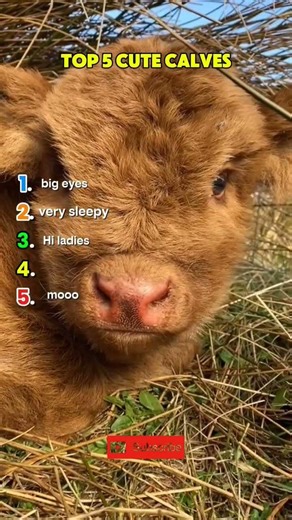 TOP 5 CUTE CALVES🐮 #shorts