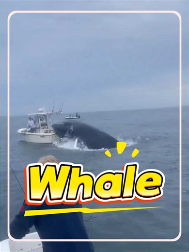 Is this type of whale dangerous!#usa #popular #science #whale | whales
