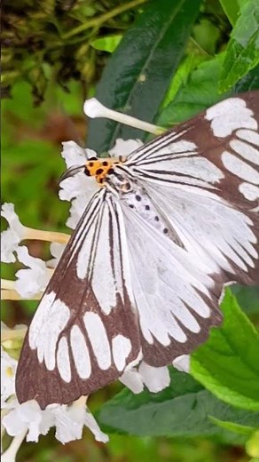 Marbled White Moth / White Tiger Moth. #nature #insects #wildlife