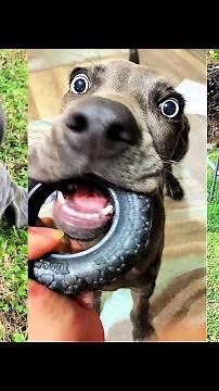 4 month old Weimaraner's tiktok funny moments compilation 2021!!! Baloo the Weim #shorts