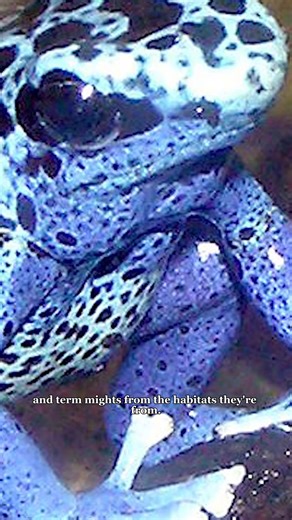 7.8K views · 217 reactions | What Is Happening to this Frog? | Amazing Frog Skin #AntsCanada #ACfamily #antloveforever | AntsCanada | Facebook