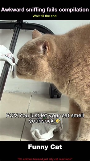 Funny fails during cat butt sniffing.#funny#cat