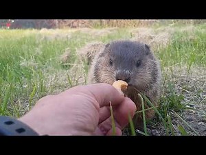 Cute baby Groundhog eats food from man's hand.