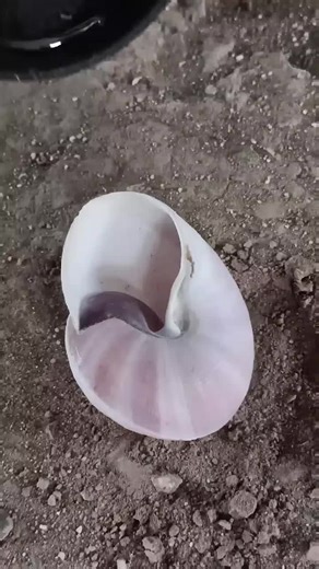 Casting Aluminum at Home: Snail Shell Creation
