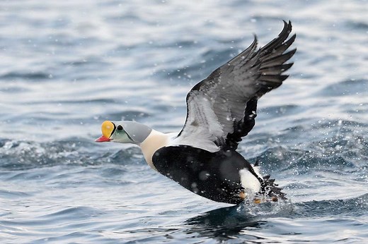 6 Rare Duck Species Every Hunter is Dying to Bag