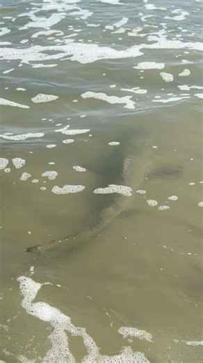Encounter with Sand Sharks at Daytona Beach