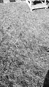 Wabash Cannonball by Roy Acuff | John Michael Hazelwood