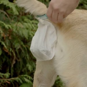 This device collects your dog’s poop for you 🐕 🐩 💩 | In The Know