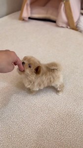 How cute is this Maltipoo ❤️? Rate me on 10. . . . . . #toymaltipoo #maltipoo #maltipoosofinstagram #maltipoopuppy #maltipoolove #dogsofinstagram #maltipoopuppies #maltipoolife #puppygram #maltipoodle #maltipoolovers #maltipooworld #toypoodle #puppiesofinstagram #maltipoogram #maltipoos #puppylove #puppylife #doglife #maltese #mydogiscutest #teacupmaltipoo #poodlemix #maltipoocorner #maltipoomoments #dog #maltipoonation #maltipoolover #maltipoosg #maltipoosofinstagram | Family Pet Adoption Cente