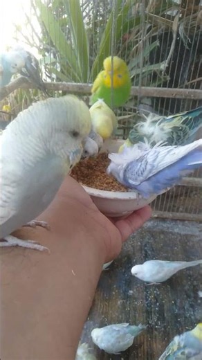 Cute Budgies, Beautiful Colors, and Pure Bird Hobby Joy