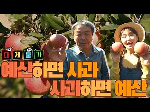 사과하면 예산, 예산하면 사과! I 2D 재배법으로 탄생한 고품질 사과 I 영화 세트장 아니야? 감성 가득 사과나무벤치! I 🔹오늘M 대전/세종/충남🔹 l 2022년 10월 25일