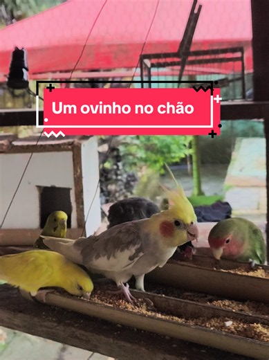 Um ovinho no chão: por que acontece e o que fazer