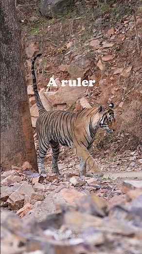 Tiger Walking – Every Step Commands the Jungle 🐅🌿👑 | Neel Sarkhedi