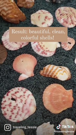 Learn how to clean your shells with muriatic acid 🐚 #howto #seashells #howtocleanseashells #shelling #tipsandtricks