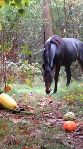 Size comparison horse versus roe deer 🐎 🦌 Did you know roe deer are actually this small? #roedeer #deer #nature #wildlife #animals #forest #fblifestyle #trailcam | Once Upon a Forest