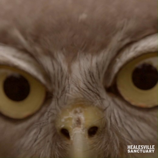 This magnificent Barking Owl is Millie! With an estimated 50 pairs left in the wild in Victoria, Millie is pretty special. Can you guess why they're called Barking Owls? They have a distinct call similar to a dogs woof! 🦉 | Zoos Victoria