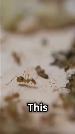 Meet the Exploding Ant: Nature's Superhero 🐜💥
