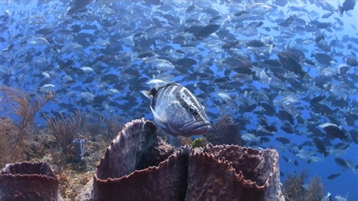🐟 Just 3 days until the Full Moon — that means it’s Grouper Moon Project time. The Grouper Moon Project is a multi-decade conservation success story protecting one of the Caribbean’s most extraordinary natural events: the largest known spawning aggregation of the endangered Nassau Grouper, found in the Cayman Islands. Each winter around the full moon, nearly 10,000 of these normally solitary fish converge at a single site to reproduce. For more than two decades, scientists have had a rare, once