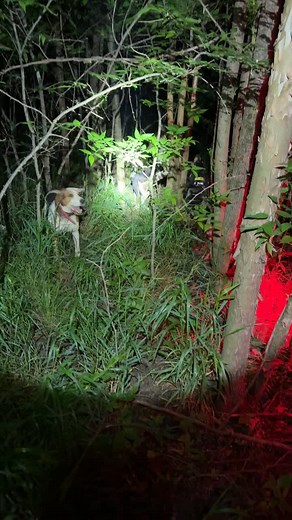 #bluetickcoonhounds🦝 #walkercoonhounds🦝