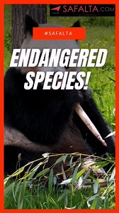 Learn some interesting facts with us today about endangered species here in the video below  Tell us your views in the comment section! . . . . #endangered #species #knowledge #learning #grow #upscpreparation #generalknowledge #safalta | Safalta | Facebook