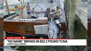 WOW: Look at what these fishermen brought back to Destin Harbor this past Sunday. The 832.2 pound bluefin could likely, after official review, be a new state record. -- weartv.com/news/local/832-pound-bluefin-tuna-caught-off-the-coast-of-destin | WEAR ABC 3 News, Pensacola