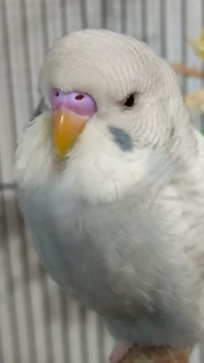 Budgie Beak Grinding! Turn up the volume! #shorts