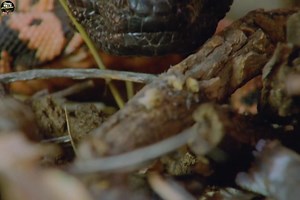 27K views · 720 reactions | Zila Monster :- [ हिन्दी डाक्यूमेंट्री ] , #nature #animals #documentary #discovery #survivalsworld Wild World Wilds Earth Tv | Survival World Tv | Facebook